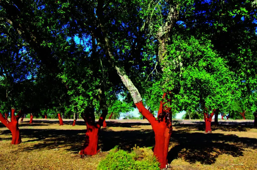 sughero bioedilizia